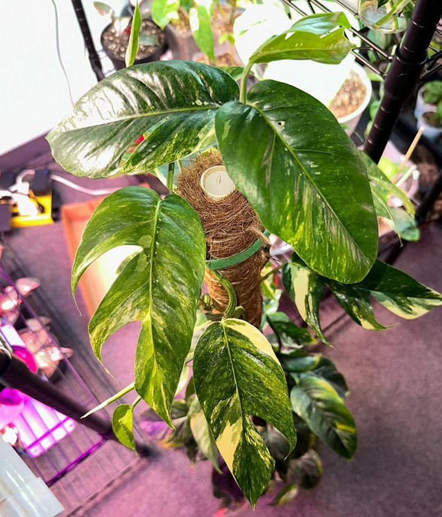 Plants