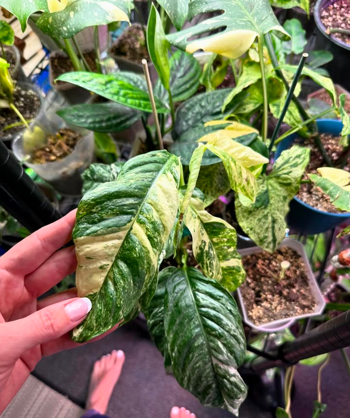 Plants