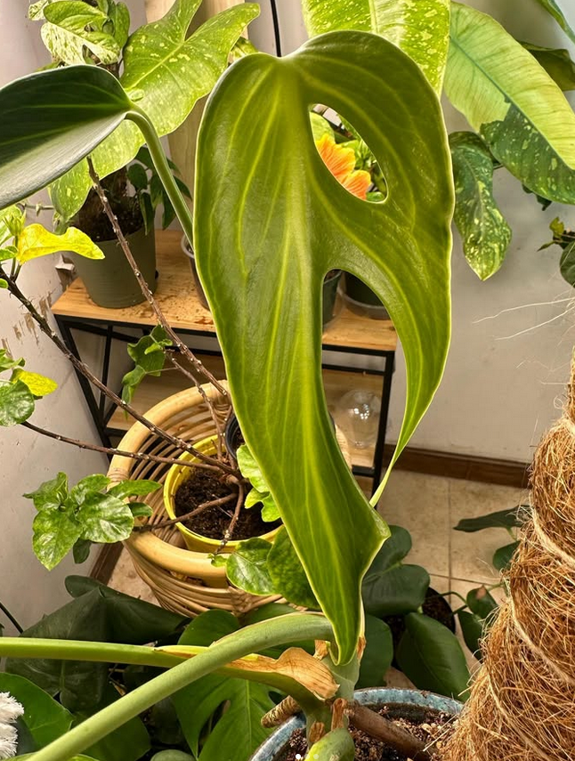 Plants